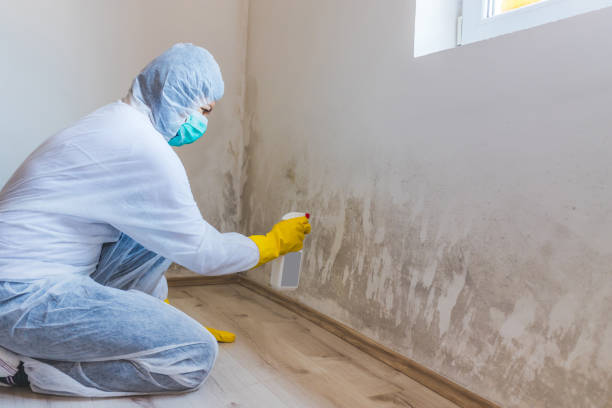 Licensed Mold Remediation service in Hightstown, NJ - Car Mold Remediation