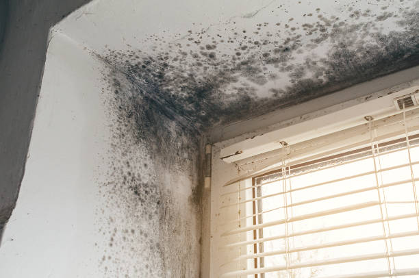 Affordable Mold Remediation solutions in Hightstown, NJ