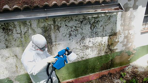 Top rated local Mold Remediation specialists in Hightstown, NJ